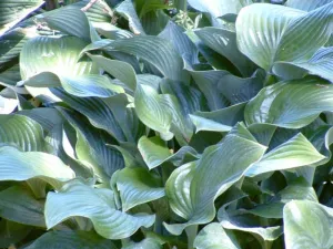 #1 hosta krossa regal