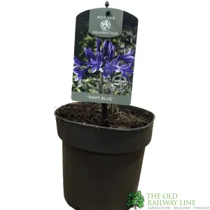 Agapanthus 'Navy Blue' 2Ltr Pot