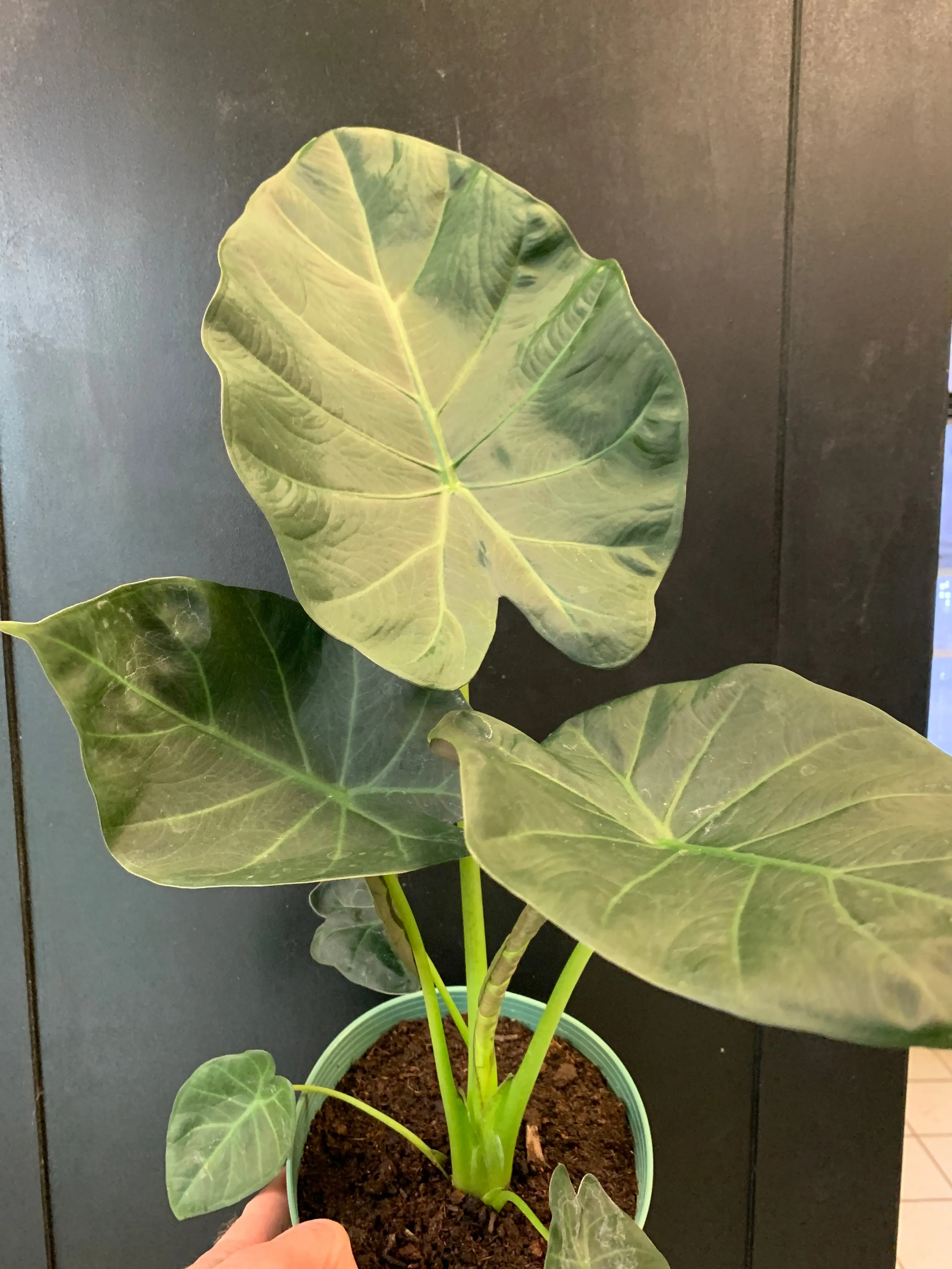 Alocasia 'Regal Shields'