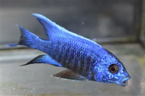 Blue Regal Peacock