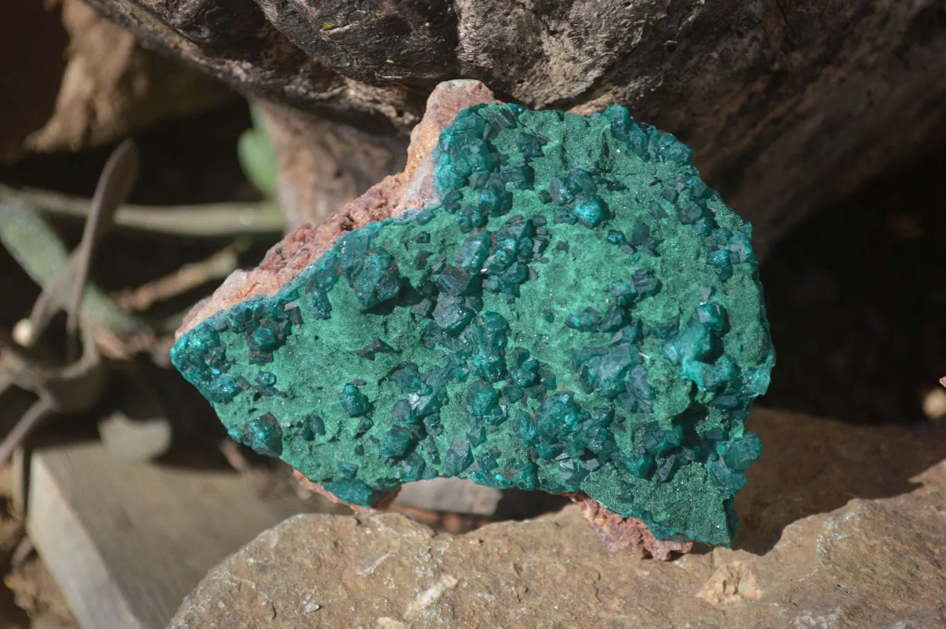 Natural Large Dioptase With Malachite Specimens x 2 From Likasi, Congo