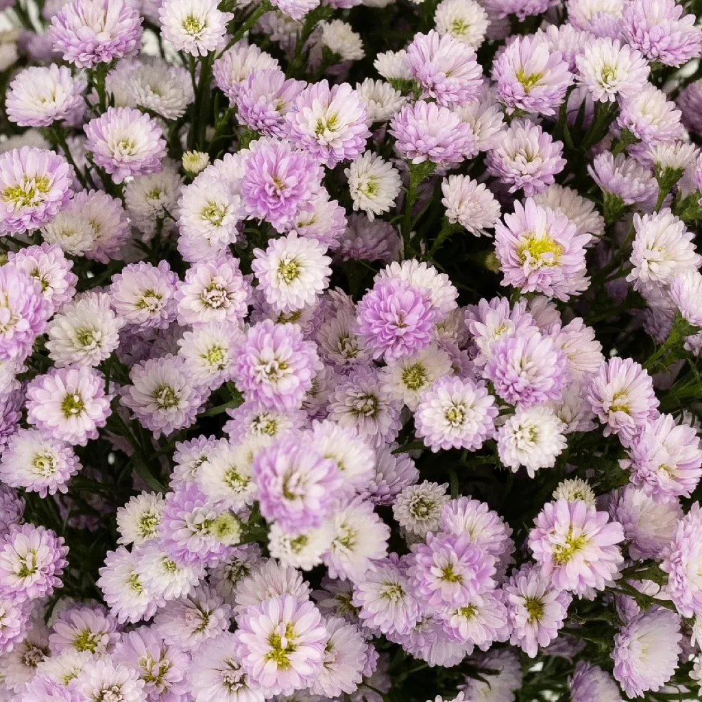 Petite Pink Lilac Aster Flowers